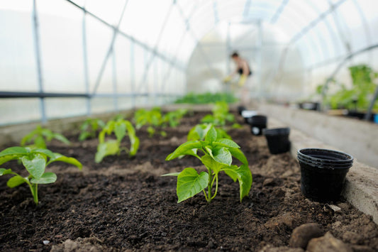 #04 The climate crisis is killing (and cooling) your chilis